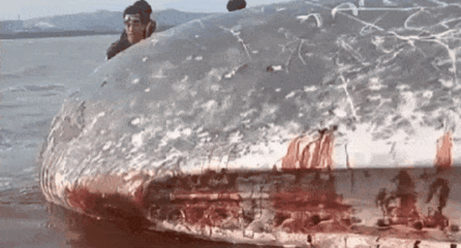 Seekor Paus Sperma 8 Meter Mati Terdampar di Pomalaa