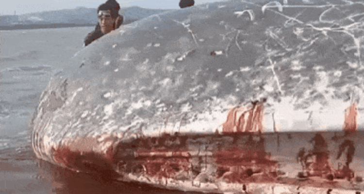 Seekor Paus Sperma 8 Meter Mati Terdampar di Pomalaa